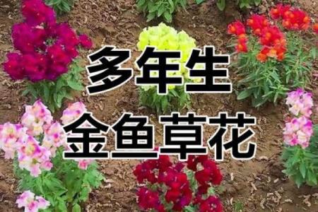 7月12日生日花语：金鱼草，7月12日是什么星座？