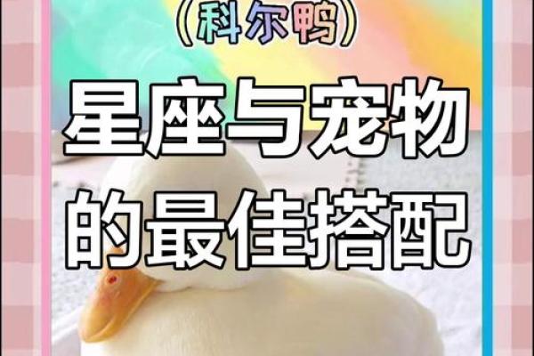 12星座最适合养什么小兔子