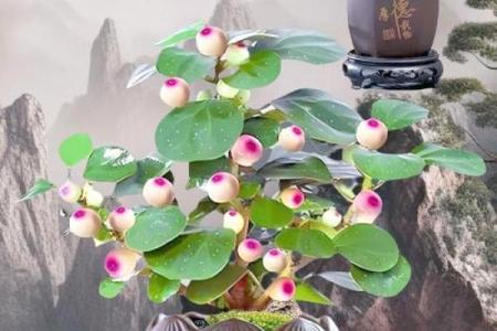菩提树与家的风水