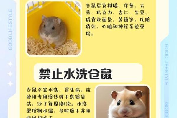 家里养仓鼠对风水好吗