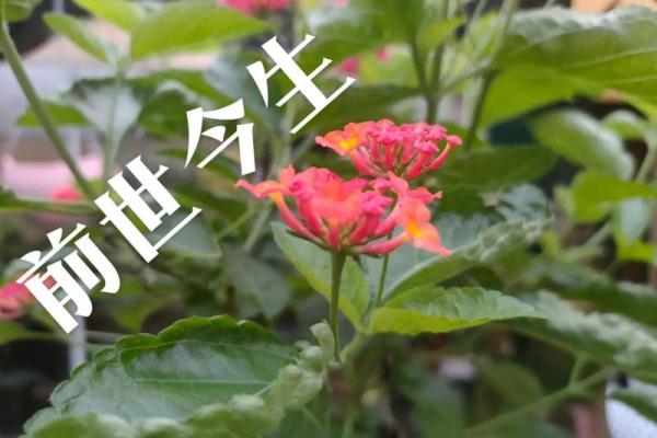 前世今生姻缘测试