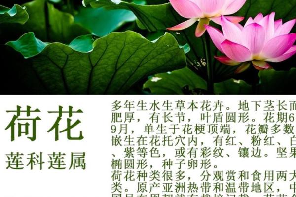 荷花的寓意风水作用