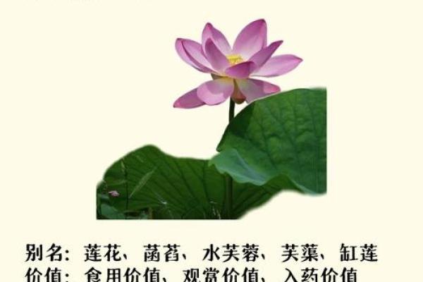 荷花的寓意风水作用