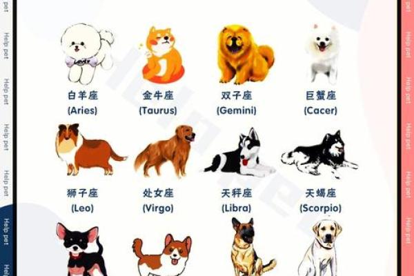 什么星座最适合泰迪狗