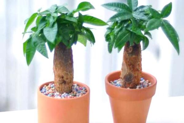 玄关摆放植物有什么风水讲究
