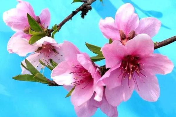 八字中什么桃花魅力最大呢