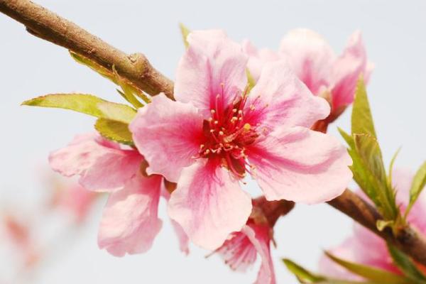八字中什么桃花魅力最大呢
