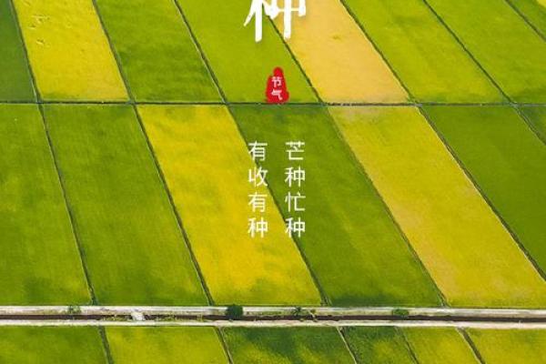 芒种前出生好还是芒种后 2024年芒种出生人的八字