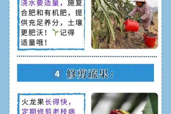 家里种火龙果影响风水