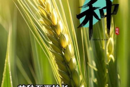 芒种前出生好还是芒种后 2024年芒种出生人的八字