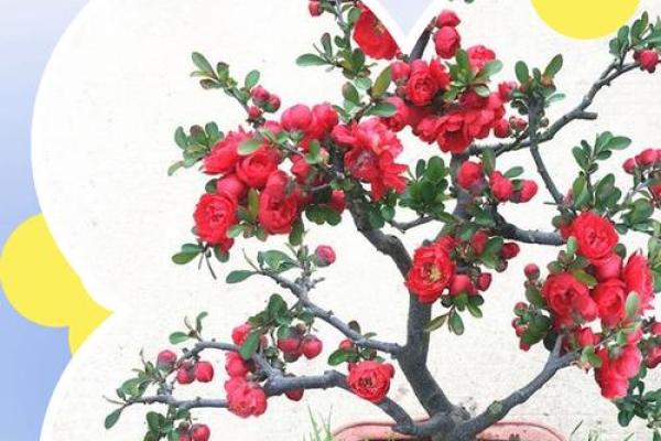 海棠花的风水_龙翅海棠开花寓意