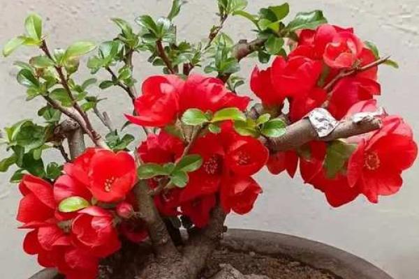 海棠花的风水_龙翅海棠开花寓意