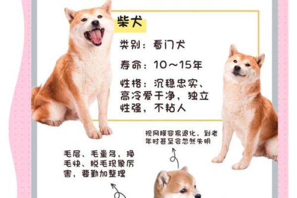 狗的十二星座性格特点大全