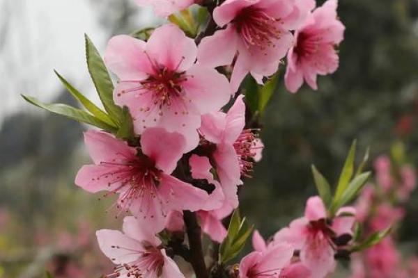 八字桃花