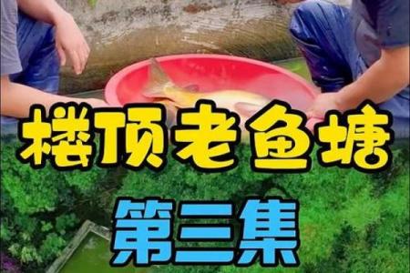 楼顶养鱼 风水