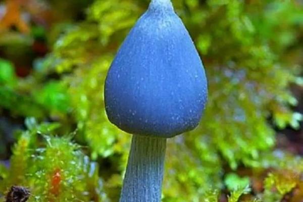 蓝瘦香菇时，12星座谁最能忍